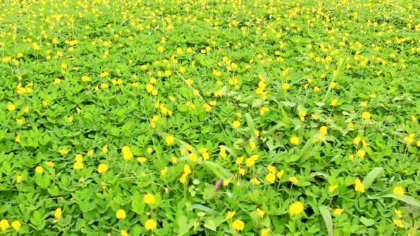 Florescendo flores amarelas — Vídeo de Stock